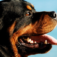Rottweiler Portrait