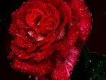 rose