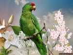 GREEN PARROT