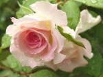 pink garden rose with waterdrops