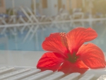 Red Hibiscus Flower by Pool