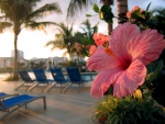 Hibiscus Flower by Pool Hawaiian Evening