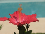 Red Hibiscus Tropical Flower by Pool