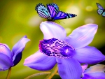 ORCHID & BUTTERFLY