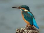 Kingfisher