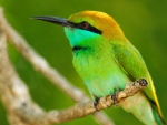 colorful bird