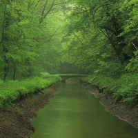 Forest river