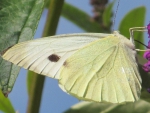 Creamy Butterfly