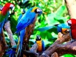 COLORFUL PARROTS