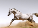 Arabian Horse from England
