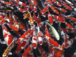 Koi Fish