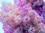 Sunshine and lilacs