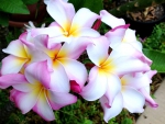 Beautiful plumeria