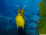 Funny Sea Creature