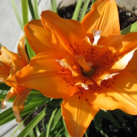 A Flower cannot blossom without Sunshine 29