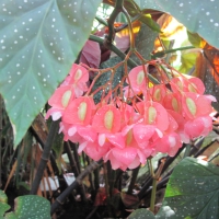 A Flower cannot blossom without Sunshine 30