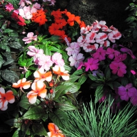 A Flower cannot blossom without Sunshine 31