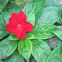 A Flower cannot blossom without Sunshine 32