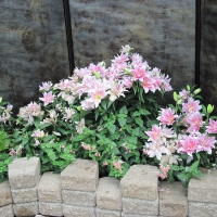 A Flower cannot blossom without Sunshine 33