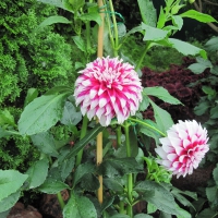 A Flower cannot blossom without Sunshine 34