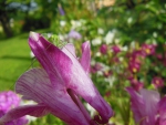 Grasshopper on flower