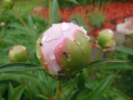 Ants and peony