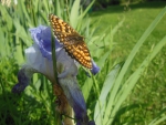 Butterfly on iris