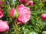 Pink rosebud