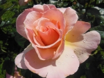 Beautiful rose
