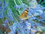 Butterfly on lavender