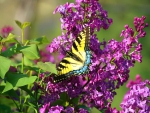 Swallowtail and lilacs