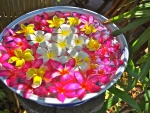 Bowl of Plumeria Flowers ** beautiful **