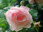 Rain upon the rose - for Barb