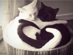 Heart Tails