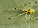 Theridion grallator