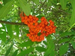 Rowanberry