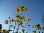 Yellow Rudbeckia