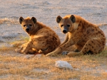 Hyenas