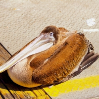 Pelican Posing on a Pier