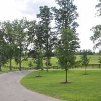 Winding Road on a Horse Farm