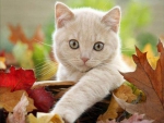 kitty on  a fall leaves