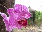 Pink orchid