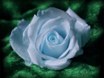 Blue Rose 
