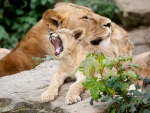 *** Lion family ***