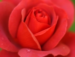 Magnificent red colored rose