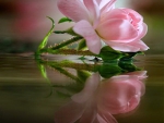 Reflection of pink - for Andonia
