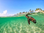 Baby Turtle in Blue Green Lagoon Tahiti