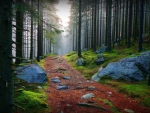 Beautiful Forest