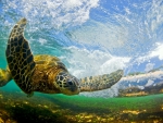 Turtle under Wave Hawaii