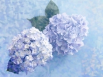Blue Hydrangeas